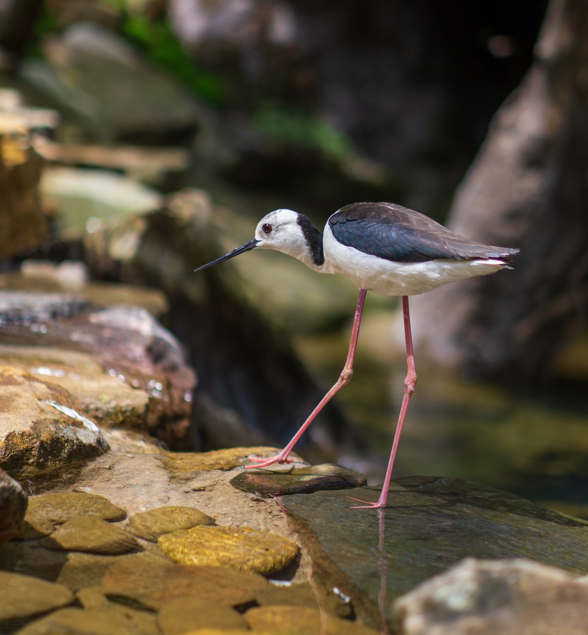 Wetland Birds